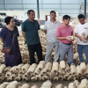 科技赋农，助力乡村振兴—两老科协专家赴企业助推食用菌产业发展